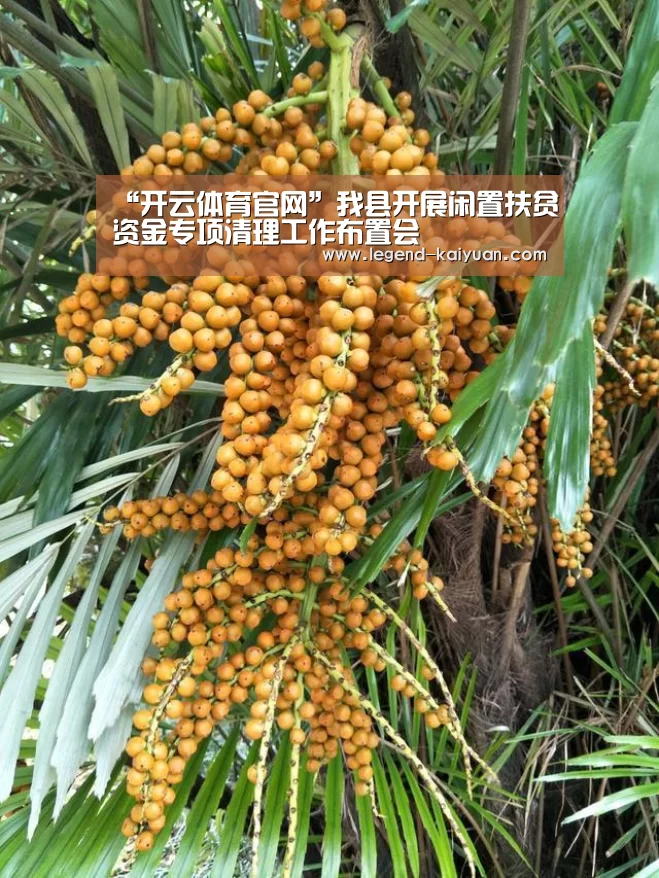 “开云体育官网”我县开展闲置扶贫资金专项清理工作布置会(图1) 开元体育